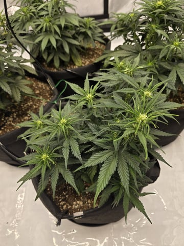 1st Grow 4x4 — vegetative, day 35
