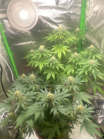2nd Try — flower, day 79