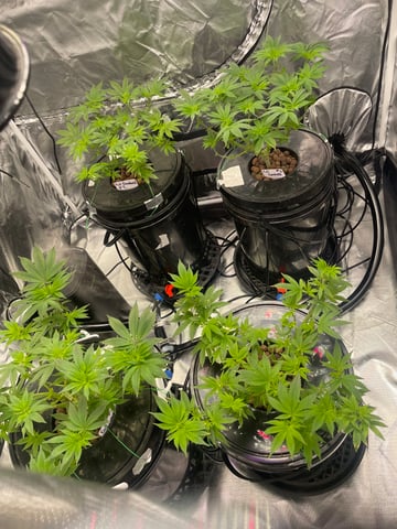 1st Ever Grow (Fat Bastard)(RDWC)  — vegetative, day 75