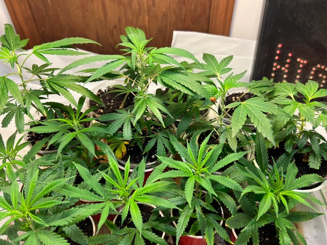 Indoor Grow  — flower, day 86