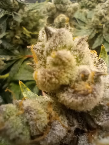 Wizard Punch first grow  — flower, day 111