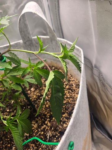 Looking for advice! — vegetative, day 22