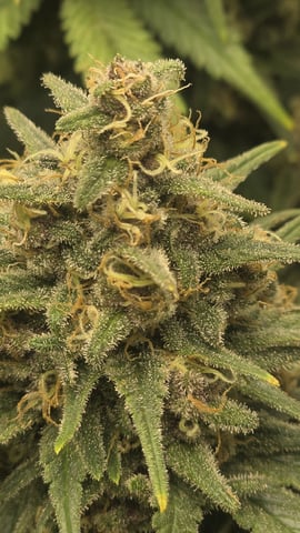 Original 1990 genetics  — flower, day 114