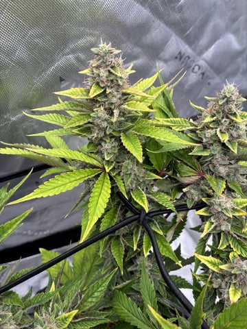 Comet Candy (Auto) 2026- 02 — harvest, day 78