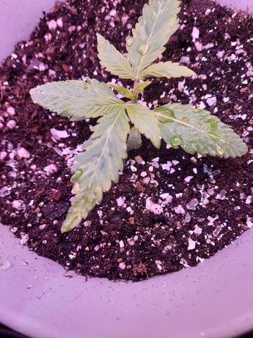 missing pieces — vegetative, day 14