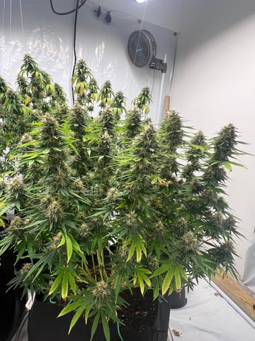 Indoor Grow  — flower, day 91