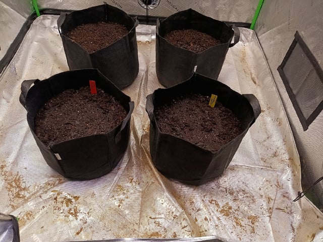 Boss Battle, Forbidden Runtz, +granddaddy Purp, +citrus Bubblegum — seedling_rooting, day 3