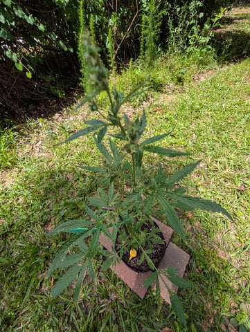 Country Boy — flower, day 46