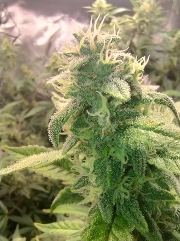 First grow — flower, day 86