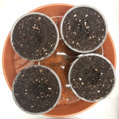 9x Bubba Kush Fem. — seedling_rooting, day 5