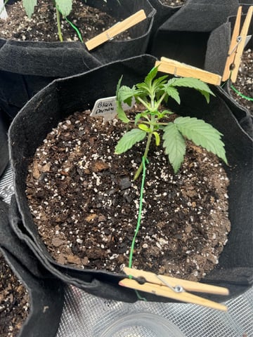 SSH and BD — vegetative, day 21