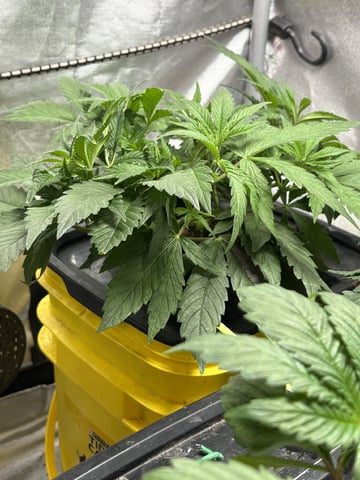 The First One — vegetative, day 57