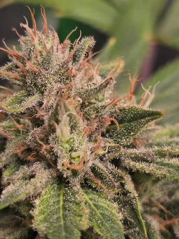 First grow — flower, day 115