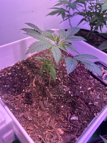 Gigawatt  — vegetative, day 55