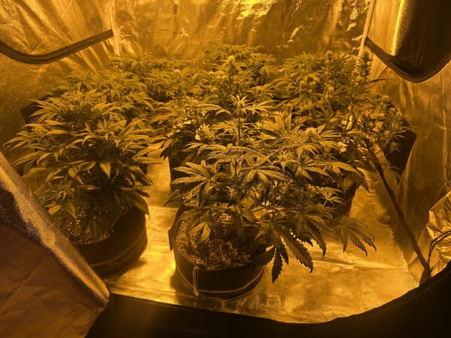Autos AGAIN — flower, day 45