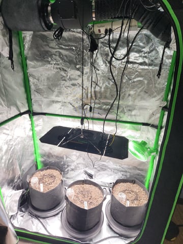 #3 — seedling_rooting, day 1