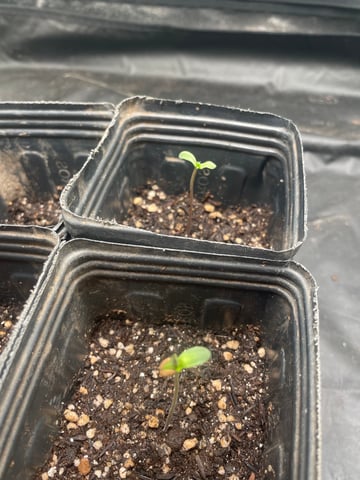 Blueberry — germination, day 8
