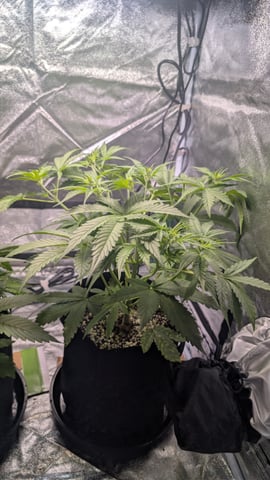 Grow 1 — vegetative, day 34