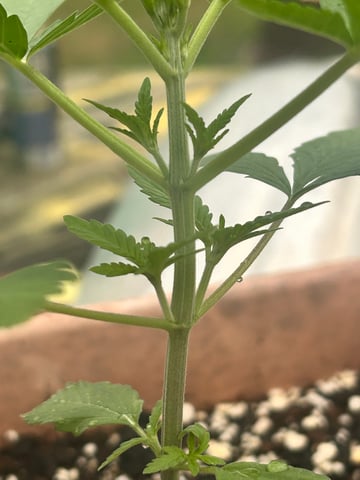 White Widow Twins — vegetative, day 27