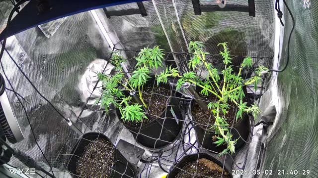 Blue Dream Feminized  — vegetative, day 64