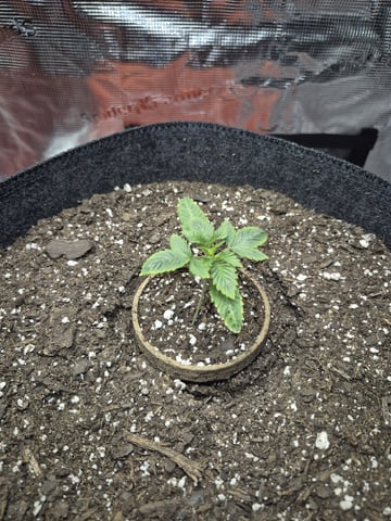 Grow 1 2026 Dream Widow — vegetative, day 18
