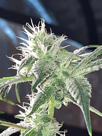 tropicana cookie purple  — flower, day 63