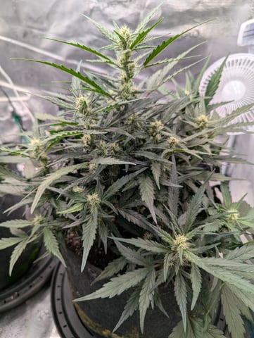 2025 EOY Grow — flower, day 52