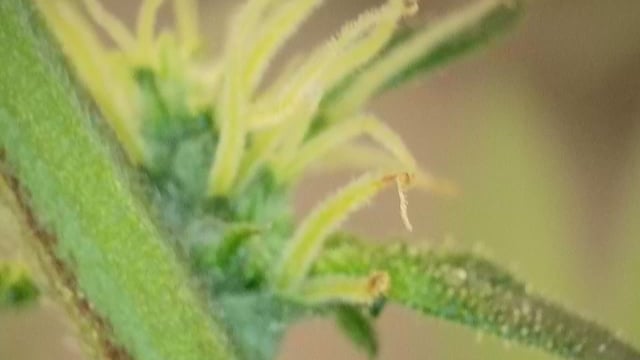 Ace Killer OG — flower, day 51