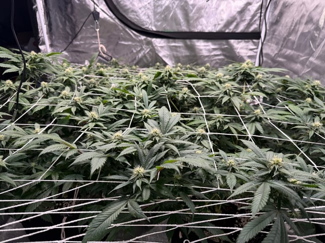 Green Gelato — flower, day 77