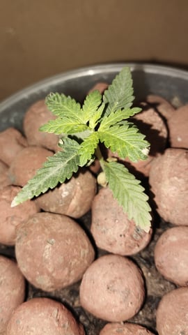 Projeto Seed FC  — seedling_rooting, day 1