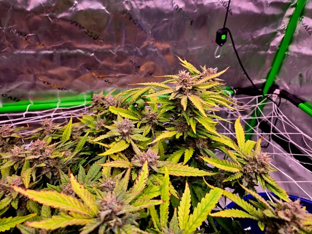 Fastbuds Autoflower Run — harvest, day 89