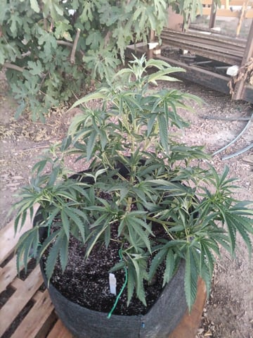 first 4 — vegetative, day 17