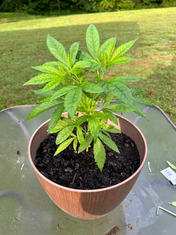 2026 Outdoor — vegetative, day 43