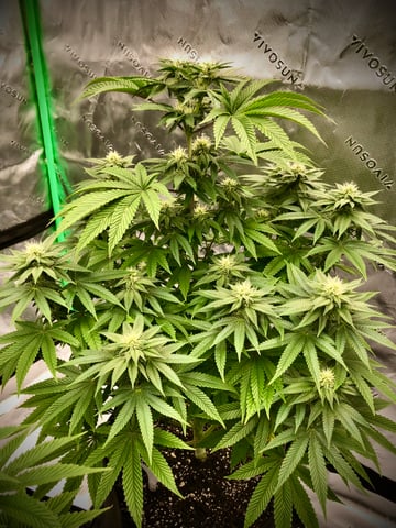 My First Home Grow  — flower, day 82