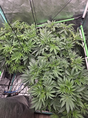 Relentless Genetics Trop Cherry S1 — vegetative, day 29