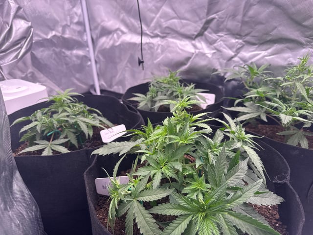 Fastbuds Autoflowers — flower, day 23