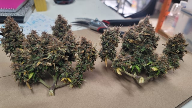 Number Two.  Lola — harvest, day 115