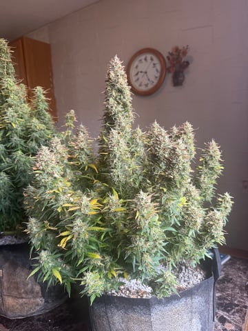 First Auto — harvest, day 93