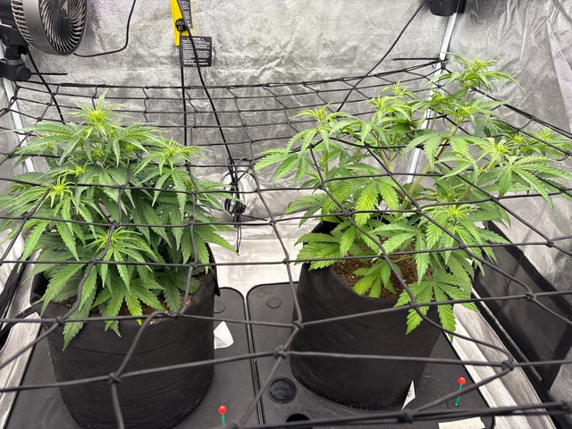 Grow Shed Grow #1 — vegetative, day 35