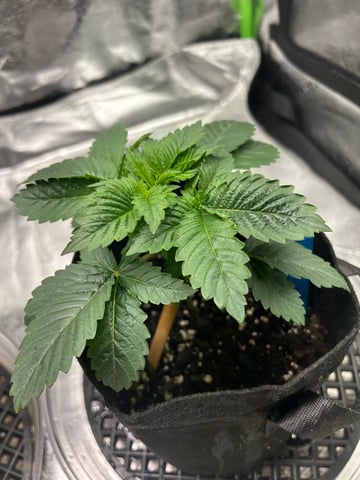 lil blue — seedling_rooting, day 14