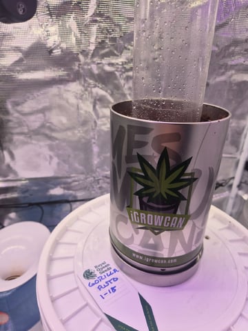 Kalini Asia Auto  — vegetative, day 2