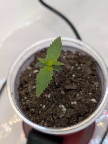 Cinderella 99 — seedling_rooting, day 8