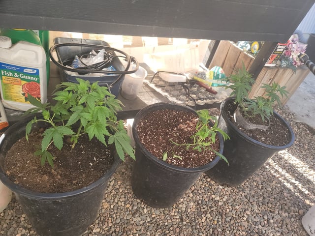 Ghetto Growing — germination, day 11
