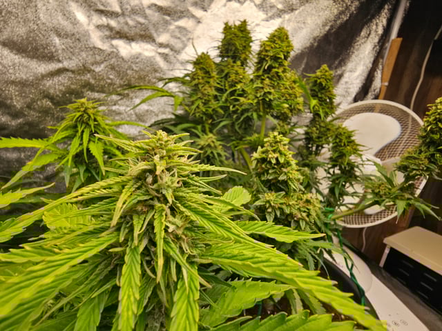 Cheshablue  — flower, day 41