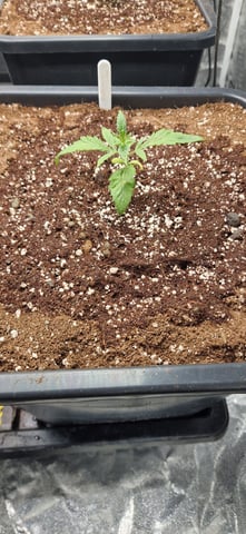 New Strains — vegetative, day 23