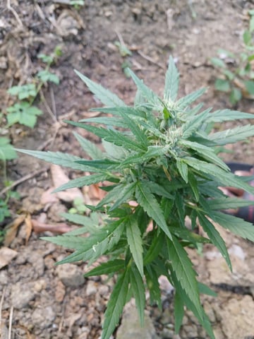 High grade — flower, day 1