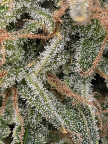 Zkittlez (Auto) — flower, day 114