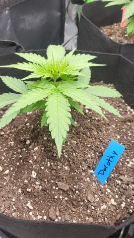 First attempt at planting some seeds — vegetative, day 38