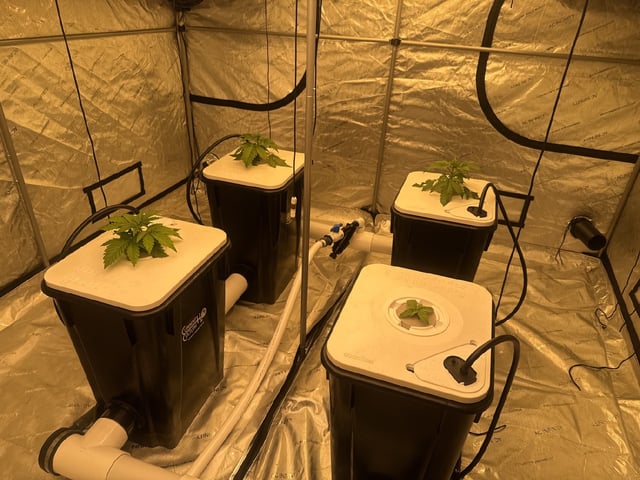 Start over! — vegetative, day 25