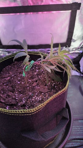 Dolly — vegetative, day 8
